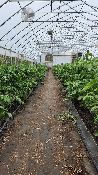 Köy domates fidesi (Heirloom tomato seedlings)