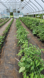 Köy domates fidesi (Heirloom tomato seedlings)