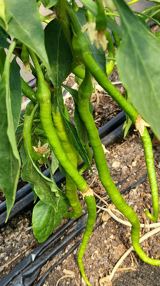 Acı Kıl Biber (Hot Pencil Pepper)