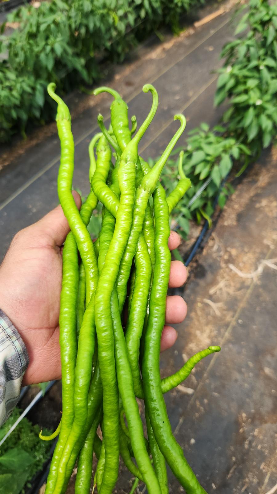 Kıl biber fidesi (Thin green pepper seedling)