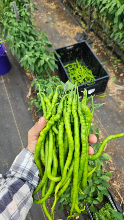 Kıl Biber (Pencil Pepper)