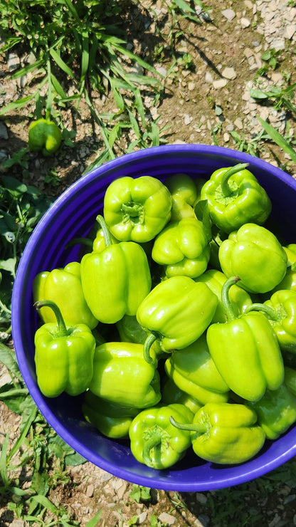 Dolma Biber (Stuffing Bell Peppers)