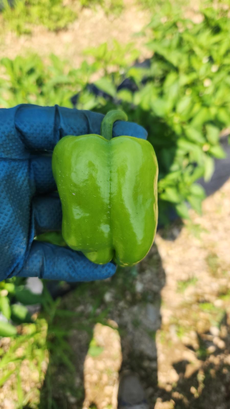 Dolma biber fidesi (Stuffing pepper seedlings)