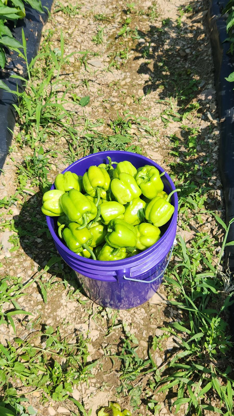Dolma Biber (Stuffing Bell Peppers)