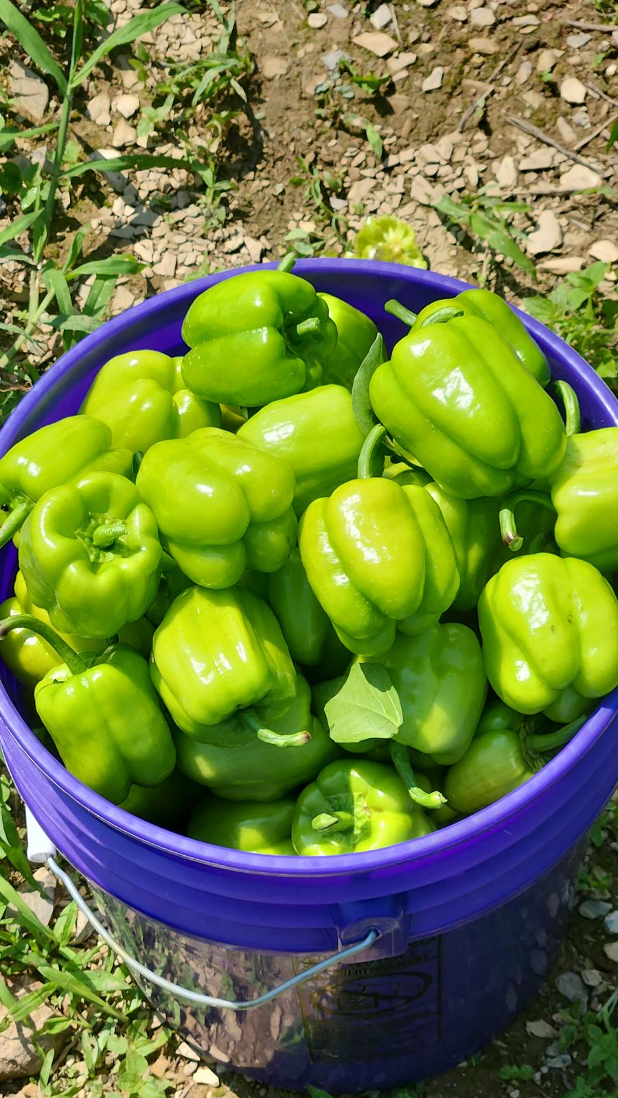 Dolma Biber (Stuffing Bell Peppers)