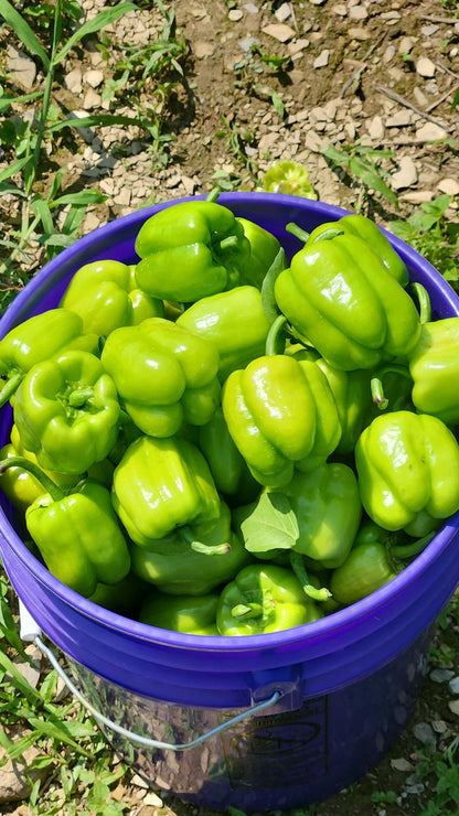 Dolma Biber (Stuffing Bell Peppers)