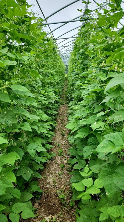 Ayșe Kadın Fasülye (Flat Green Beans)