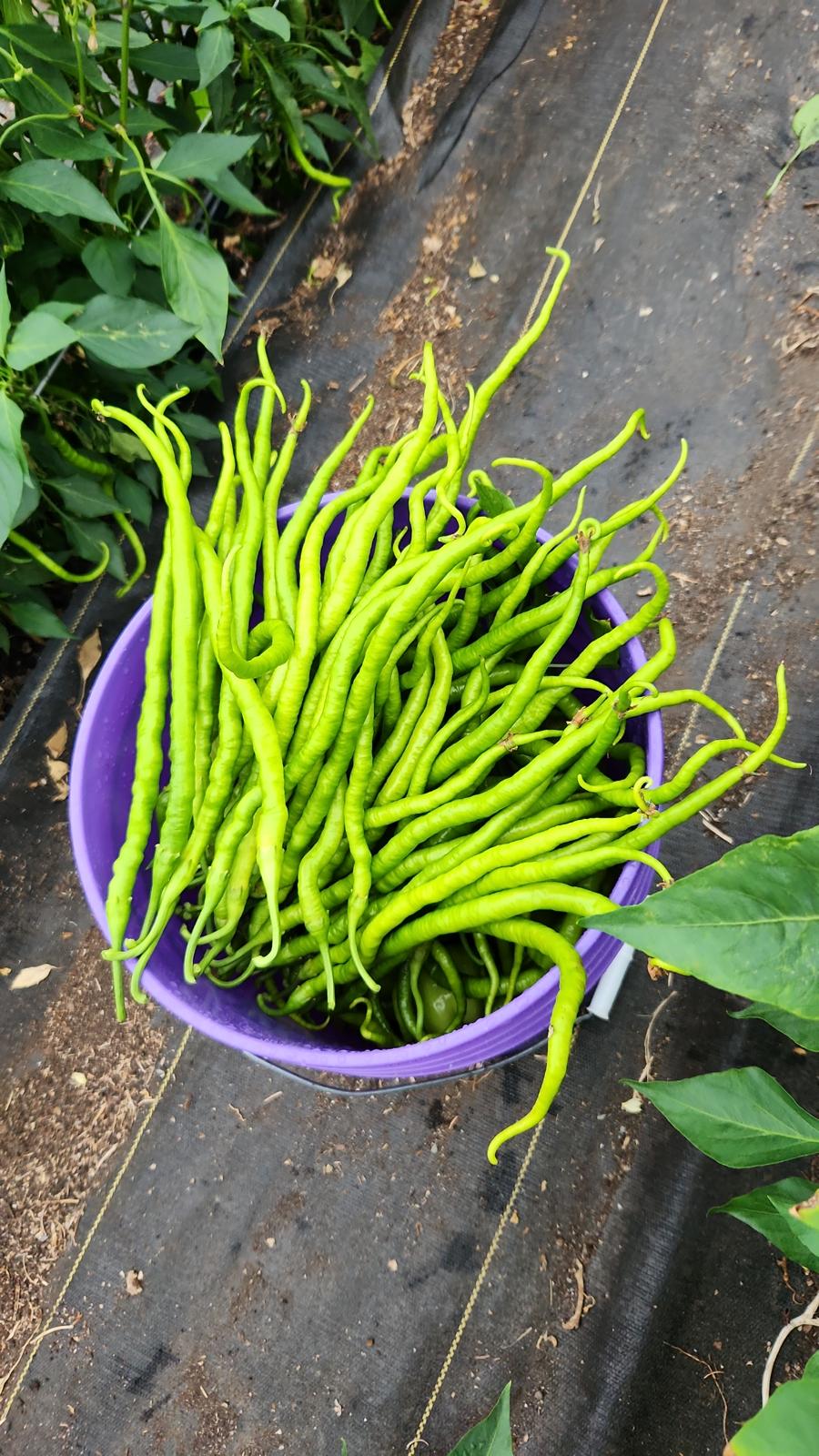 Acı Kıl Biber (Hot Pencil Pepper)