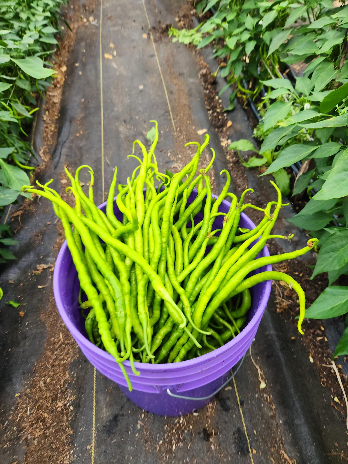 Acı Kıl Biber (Hot Pencil Pepper)