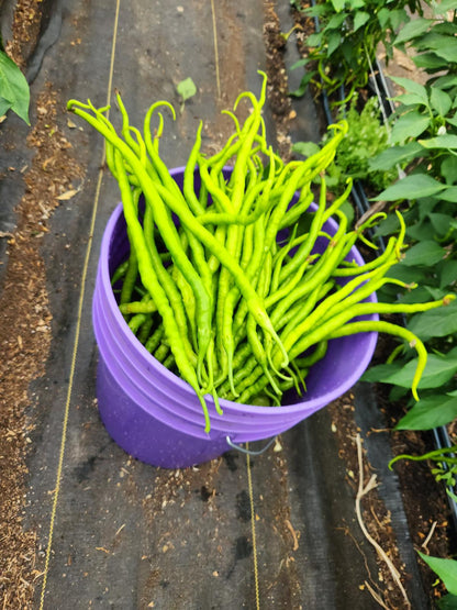 Kıl biber fidesi (Thin green pepper seedling)