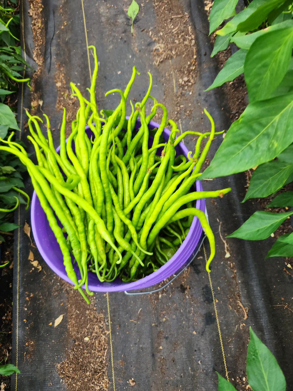Kıl biber fidesi (Thin green pepper seedling)