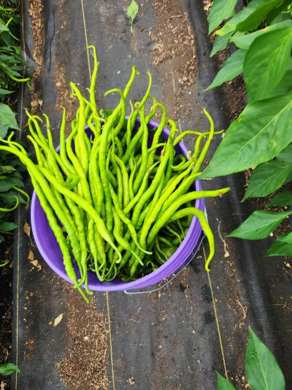 Kıl biber fidesi (Thin green pepper seedling)