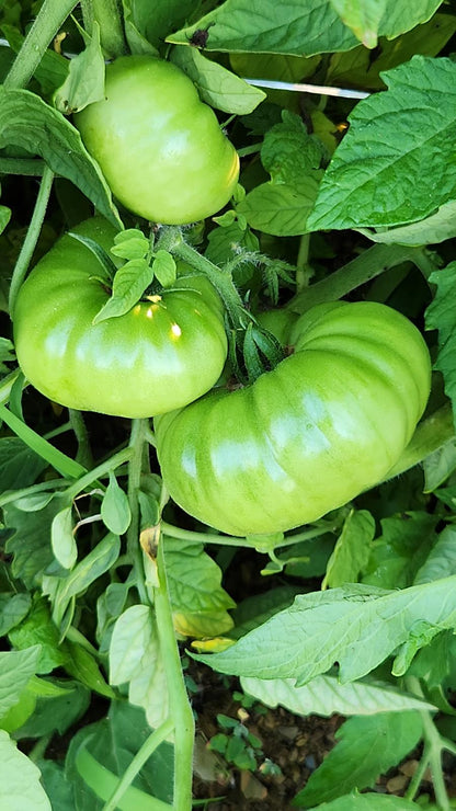 Köy domates fidesi (Heirloom tomato seedlings)