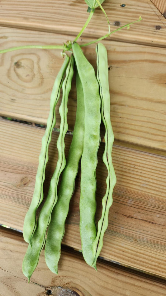 Ayșe Kadın Fasülye (Flat Green Beans)