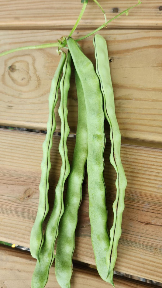 Ayșe Kadın Fasülye (Flat Green Beans)