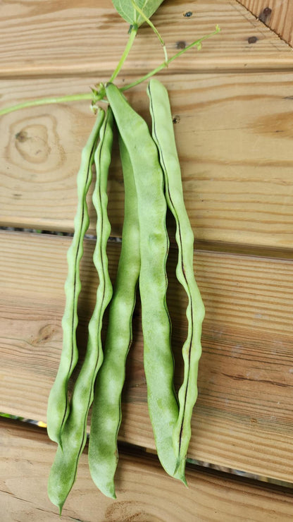 Ayșe Kadın Fasülye (Flat Green Beans)