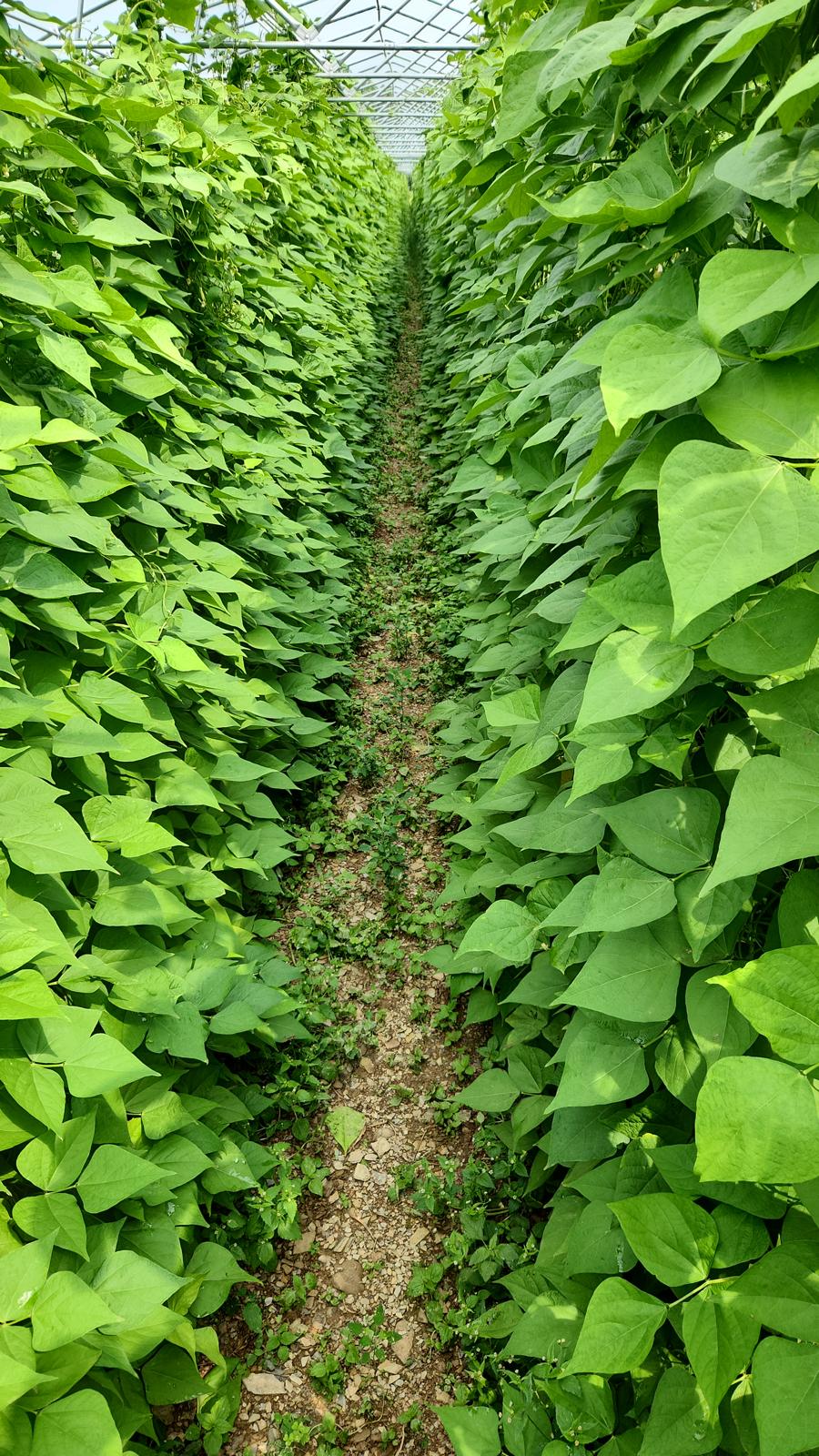 Ayșe Kadın Fasülye (Flat Green Beans)