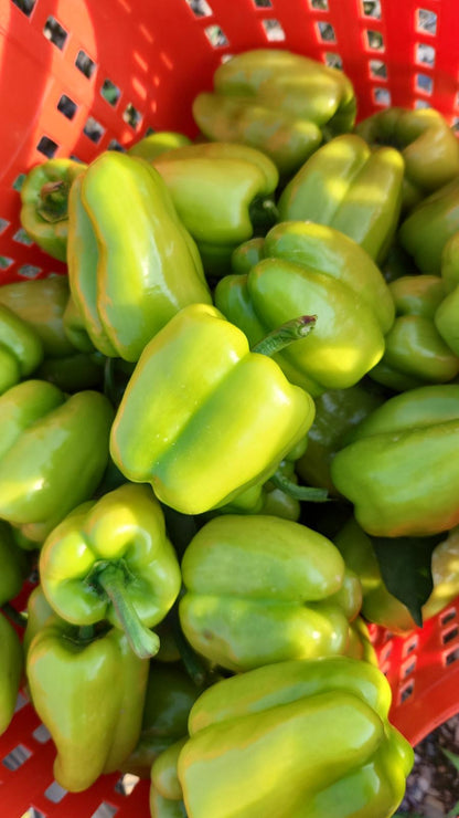 Dolma Biber (Stuffing Bell Peppers)