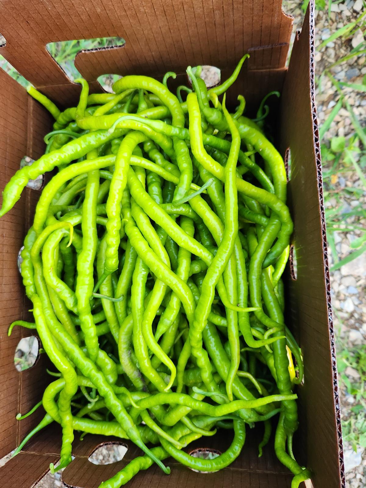 Kıl Biber (Pencil Pepper)