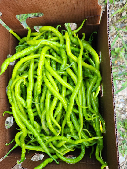 Kıl Biber (Pencil Pepper)