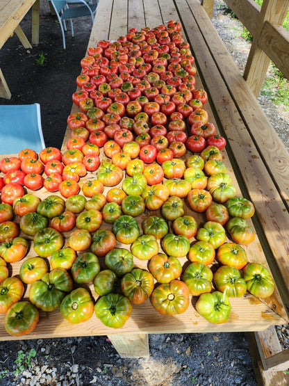 Köy domates fidesi (Heirloom tomato seedlings)