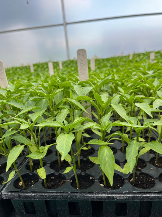Kıl biber fidesi (Thin green pepper seedling)