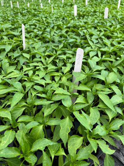 Kıl biber fidesi (Thin green pepper seedling)