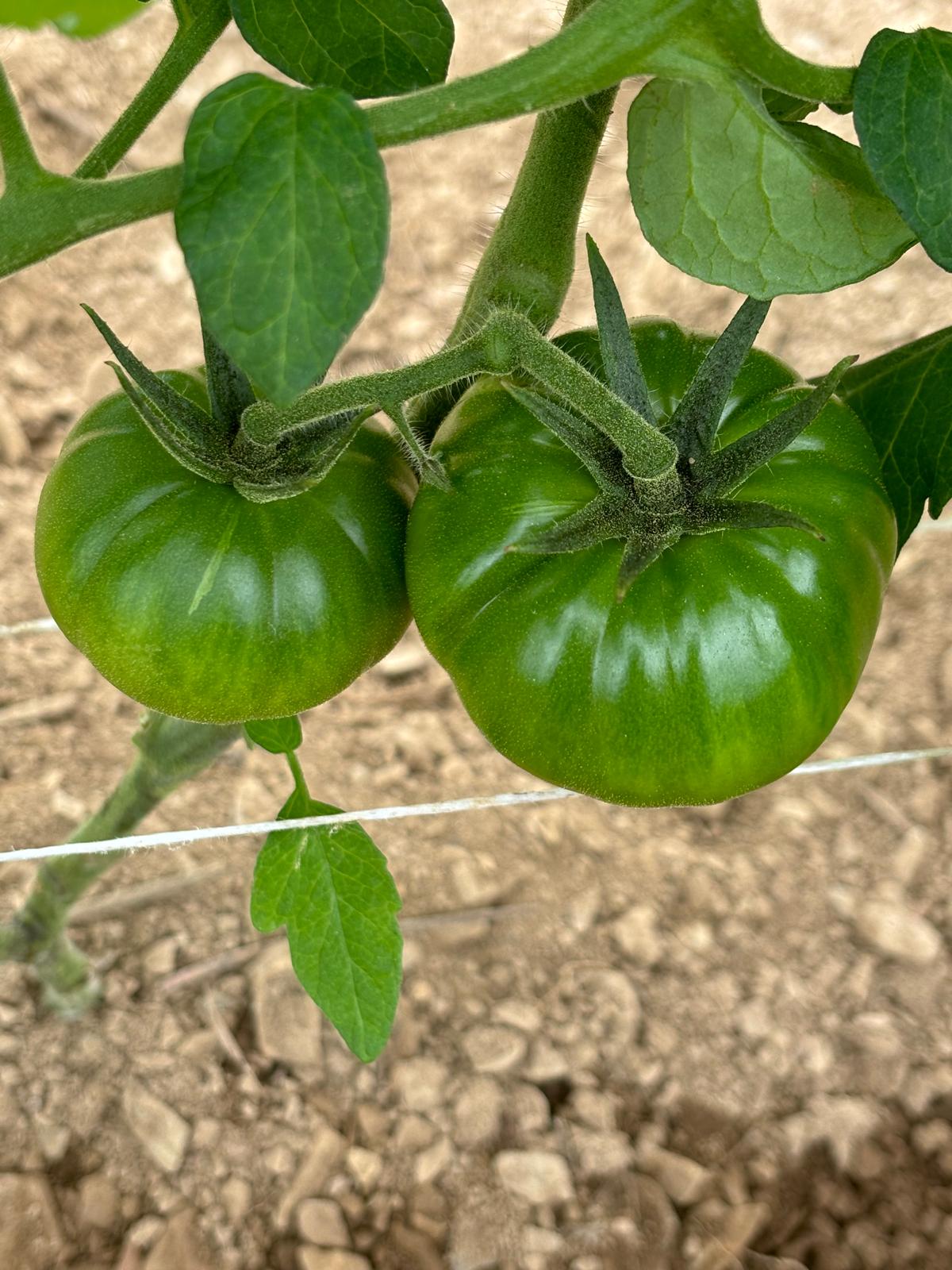 Köy domates fidesi (Heirloom tomato seedlings)