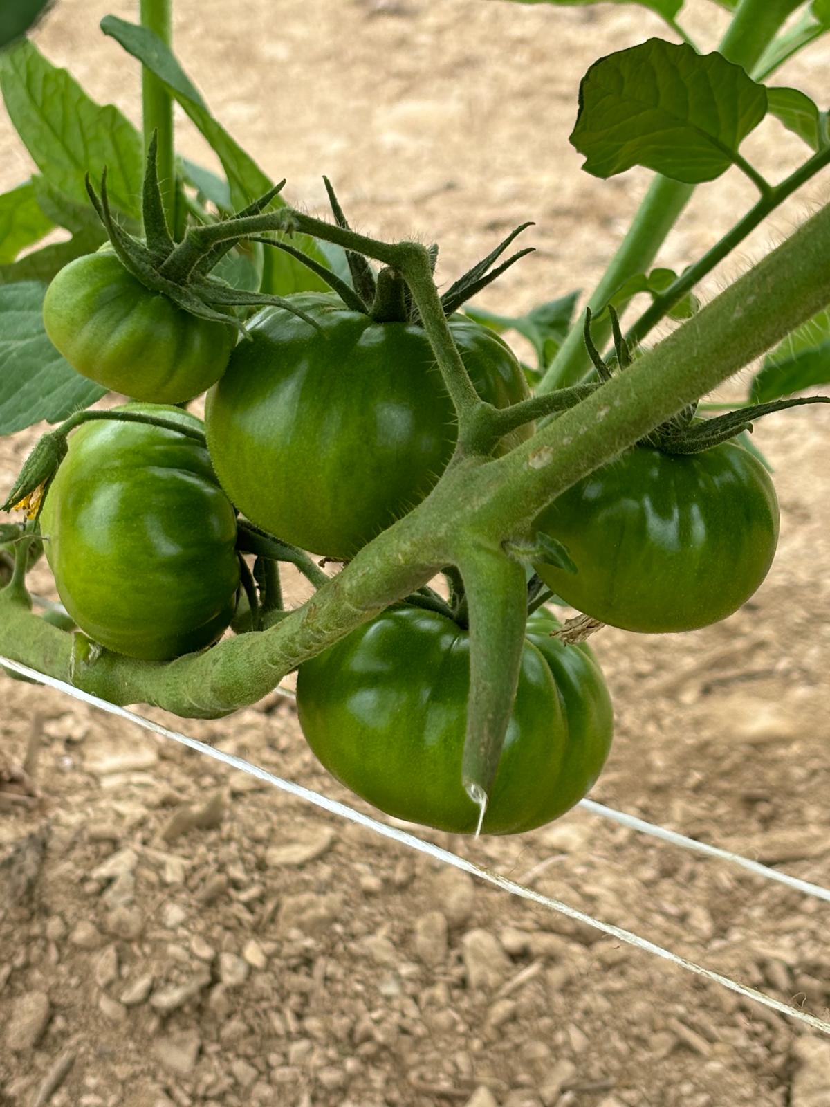 Köy domates fidesi (Heirloom tomato seedlings)