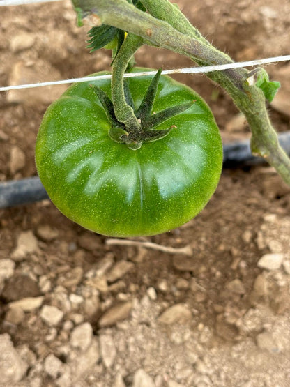 Köy domates fidesi (Heirloom tomato seedlings)