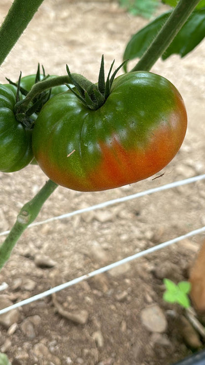 Köy domates fidesi (Heirloom tomato seedlings)