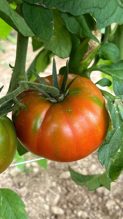 Köy domates fidesi (Heirloom tomato seedlings)