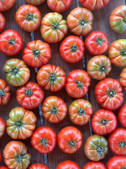 Köy domates fidesi (Heirloom tomato seedlings)