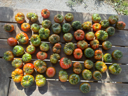 Köy domates fidesi (Heirloom tomato seedlings)