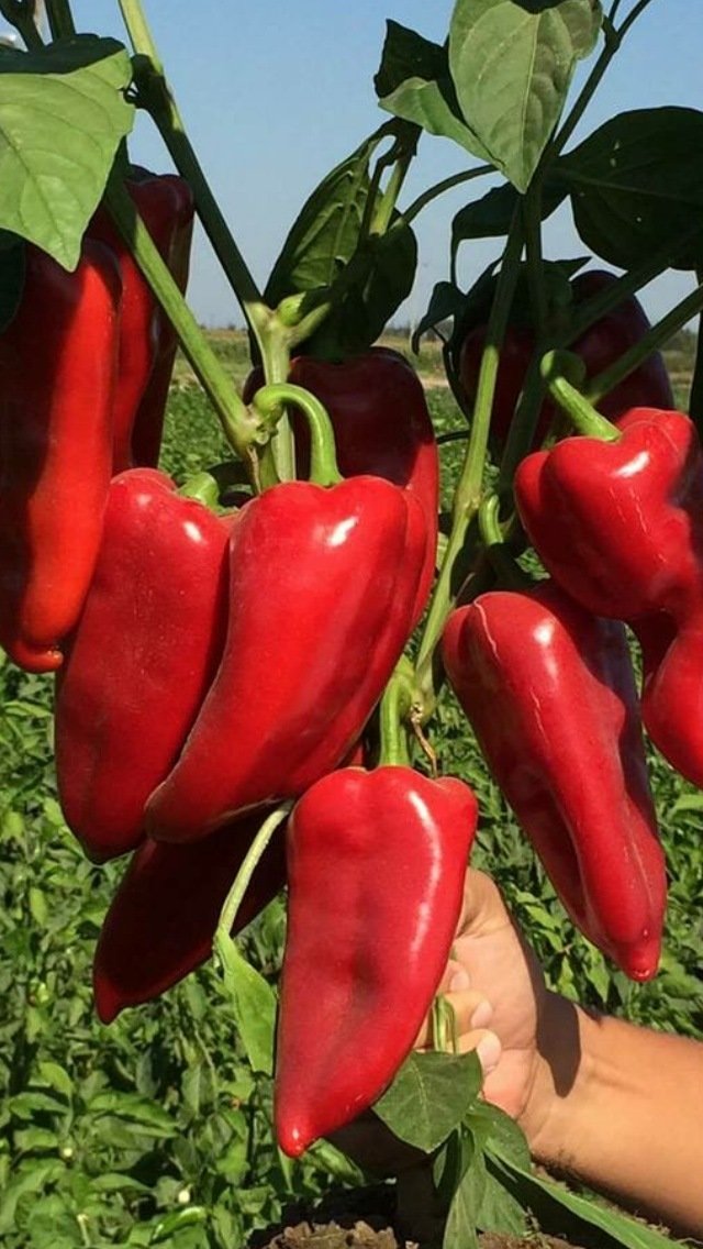 Kapya Biber (Kapya Peppers)